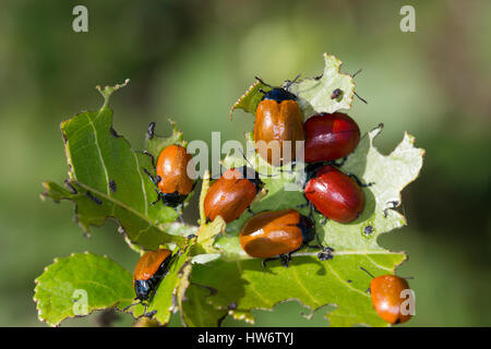 Pappelblatt-Käfer Pappelblattkäfer Massenansammlung, Roter, Chrysomela populi,, Melasoma populi, Rouge Feuille de peuplier-coléoptère, la chrysomèle du peuplier, peuplier être Banque D'Images