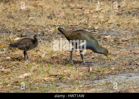 Nativehen Tasmanie adultes et chick Banque D'Images