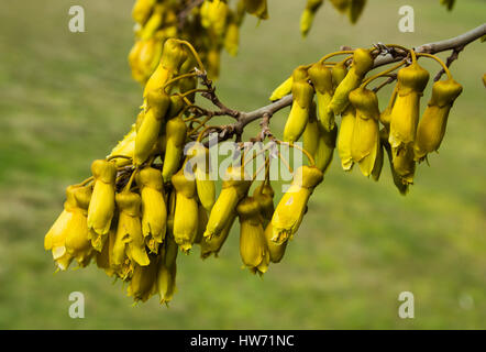 Fleurs de forme Bell sur néos-zélandais arbre indigène le Kowhai Banque D'Images