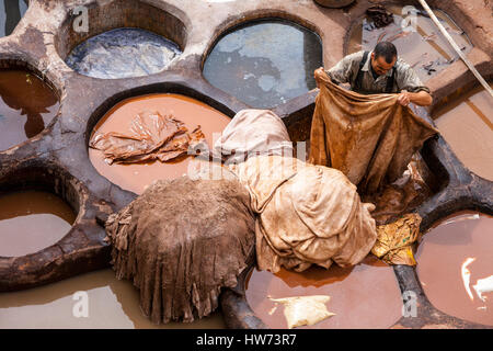 Fes, Maroc. Travaillant dans le puits, le Leather-Dying Tanneries Chouwara. Banque D'Images