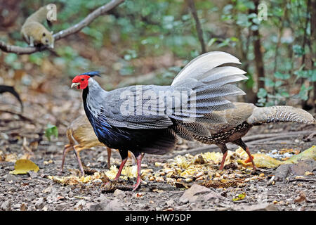 Une paire de faisan Kalij Lophura leucomelanos crawfurdi (ssp) sur le sol de la forêt dans l'ouest de la Thaïlande à Kaeng Krachan Banque D'Images