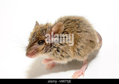 Souris domestique (Mus musculus) sur fond blanc Gros plan lookting at camera Banque D'Images