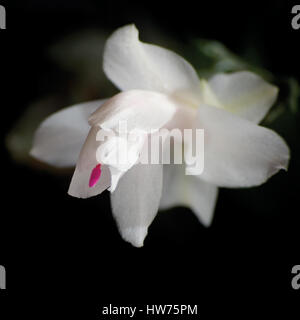 Fleur de Cactus DE NOËL Schlumbergera blanc libre, isolé sur fond noir Banque D'Images