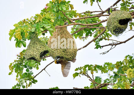 Un mâle Baya (Pycnonotus tricolor) phillipinus accroché sur la face inférieure de son nid dans une colonie de weaverbirds en Thaïlande Banque D'Images