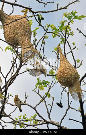 Une femelle Baya Weaver (Ploceus philippinus) volant à iss nid dans un grand arbre en Thailande Banque D'Images