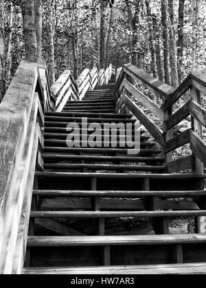 Ascending stairs sur sentier forestier en monochrome Banque D'Images