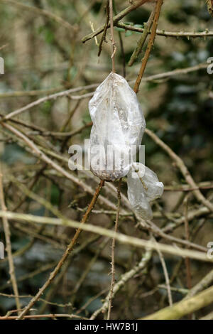 Chien poo jetés dans un sac en plastique, en dépit d'être ramassé il a été jeté dans une couverture par le propriétaire d'un chien qui est trop paresseux pour en disposer correctement. Banque D'Images