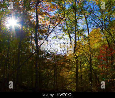 Soleil de l'après-midi filtre à travers les arbres en automne Banque D'Images