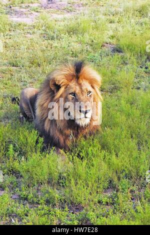 Lion mâle pose dans l'herbe Banque D'Images