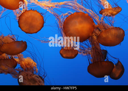 Les méduses à l'aquarium de Monterey Bay Banque D'Images