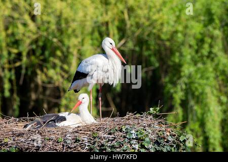 France, Alsace, Hunawihr, Cigogne Blanche (Ciconia ciconia) dans le centre de réintroduction des cigognes en Alsace, en couple sur le nid Banque D'Images