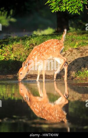 United States, Minnesota, le cerf de Virginie (Odocoileus virginianus), près de bébé par l'eau Banque D'Images