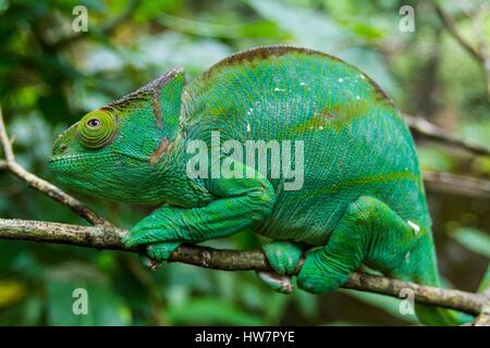 Madagascar, à l'Est, Parson's chameleon (Calumma parsonii) Banque D'Images