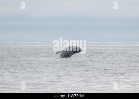 Violer baleine à bosse dans Kenai Fjords National Park, Alaska. Banque D'Images