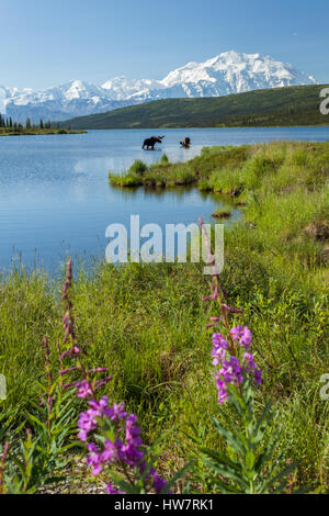 Deux Bull Moose Lake dans l'émerveillement d'alimentation avec Denali en arrière-plan, le parc national Denali, en Alaska. Banque D'Images