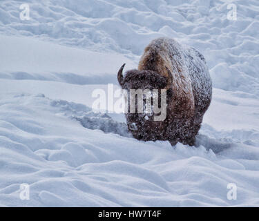 Bison Bull creuser dans la neige, Parc National de Yellowstone, Wyoming. Banque D'Images