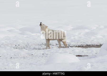 Le White wolf howling dans le Parc National de Yellowstone. Banque D'Images