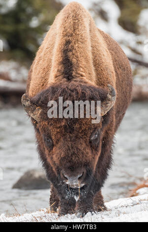 Alimentation bison Bull le long de la rivière Madison dans le Parc National de Yellowstone. Banque D'Images