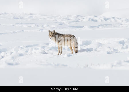 L'extraction d'un Coyote de motoneige Hayden Valley dans le Yellowstone. Banque D'Images