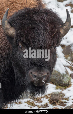 Alimentation bison Bull le long de la rivière Madison dans le Parc National de Yellowstone. Banque D'Images