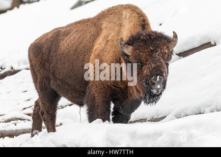 Alimentation bison Bull le long de la rivière Madison dans le Parc National de Yellowstone. Banque D'Images