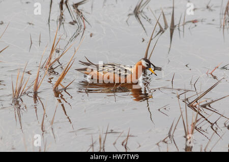 Phalarope à bec large dans une bouilloire étang près de Barrow, en Alaska