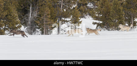 Canyon meute de loups dans la neige dans le Parc National de Yellowstone. Banque D'Images