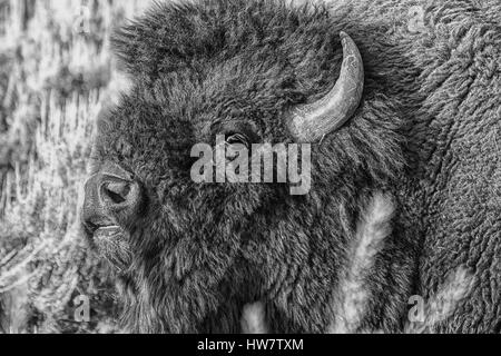 Pendant le rut beuglant des bisons dans le Parc National de Yellowstone, Wyoming. Banque D'Images