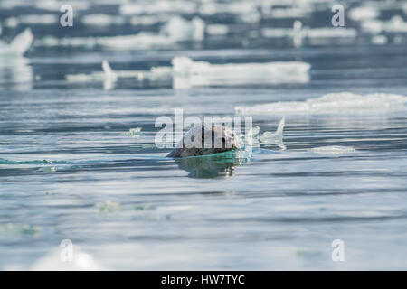 Phoque commun de prendre un coup d'oeil à mon kayak dans la baie Aialik, en Alaska. Banque D'Images