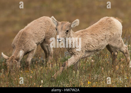 Le mouflon d'agneaux sur Mt. Washburn, dans le Parc National de Yellowstone, Wyoming. Banque D'Images