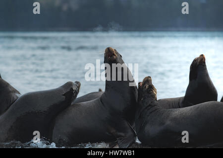 :Arge groupe de lions de mer au-dessus de la surface Banque D'Images