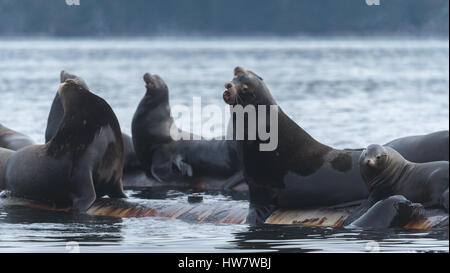 :Arge groupe de lions de mer au-dessus de la surface Banque D'Images