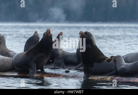 :Arge groupe de lions de mer au-dessus de la surface Banque D'Images