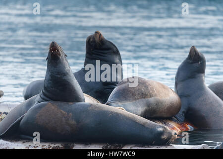 :Arge groupe de lions de mer au-dessus de la surface Banque D'Images