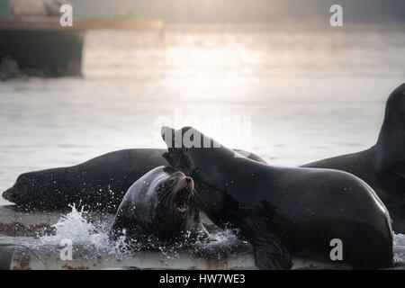 :Arge groupe de lions de mer au-dessus de la surface Banque D'Images