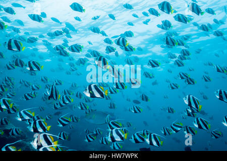 Banc de Pennant, Heniochus diphreutes Bannerfish, North Male Atoll, Maldives Banque D'Images