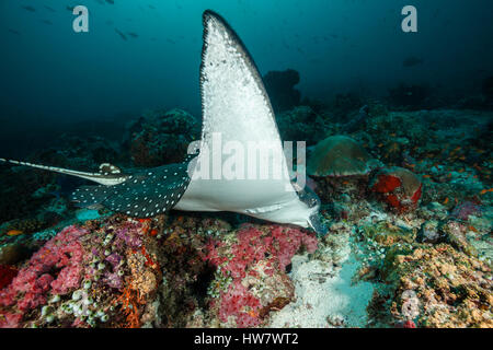 Spotted Eagle Ray, Aetobatus narinari, South Male Atoll, Maldives Banque D'Images