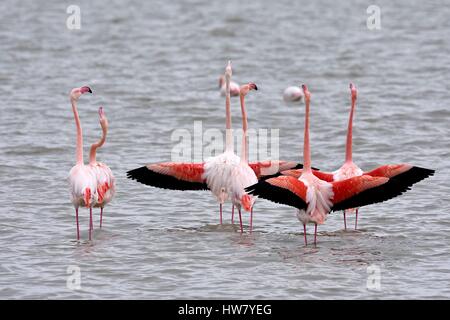 France, Bouches du Rhône, Parc Régional de Camargue, les Saintes Maries de la mer, du parc ornithologique de Pont de Gau, des flamants roses (Phoenicopterus roseus) en parade nuptiale Banque D'Images