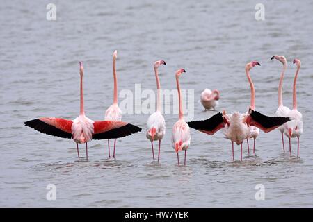 France, Bouches du Rhône, Parc Régional de Camargue, les Saintes Maries de la mer, du parc ornithologique de Pont de Gau, des flamants roses (Phoenicopterus roseus) en parade nuptiale Banque D'Images