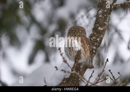 France, Haute-Savoie, Chamonix, Eurasian Pygmy Owl (Glaucidium passerinum-) Banque D'Images