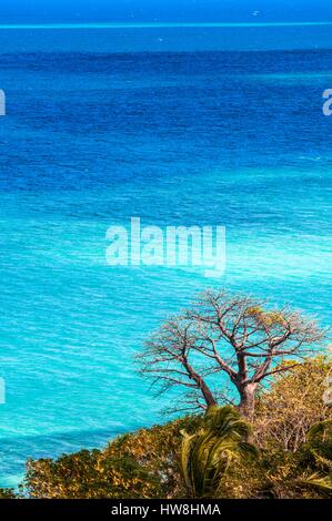 La France, l'île de Mayotte (département français d'outre-mer), la Grande Terre, Kani-Keli, vue plongeante sur un baobab de n'gouja beach Banque D'Images