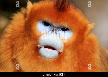 Chine, province du Shaanxi, montagnes Qinling, Golden snub-nosed Rhinopithecus roxellana (singe), mâle adulte Banque D'Images