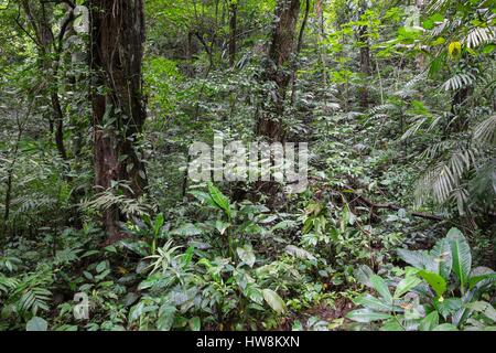 Guatemala, département d'Alta Verapaz, Lanquin, le site naturel de Semuc Champey au milieu de la forêt Banque D'Images