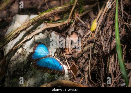 Guatemala, département d'Alta Verapaz, Lanquin, le site naturel de Semuc Champey, Morpho butterfly Banque D'Images