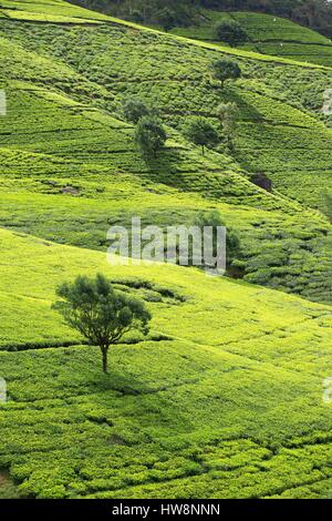 Sri Lanka, province, district de Kandy, autour de Shimoni, plantation de thé Banque D'Images