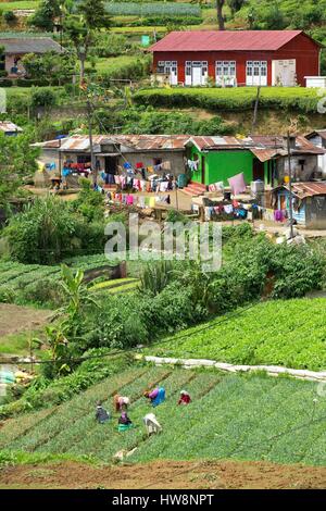 Sri Lanka, province, district de Nuwara Eliya Nuwara Eliya, cueillette de thé, Banque D'Images