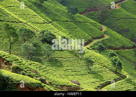 Sri Lanka, province, district de Kandy, autour de Shimoni, plantation de thé Banque D'Images