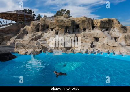 France, Alpes Maritimes, Antibes, Marineland, parc marin, manchot de Humboldt (Spheniscus humboldti) Banque D'Images