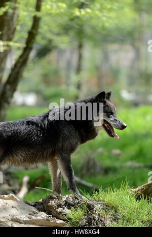 France, Moselle, Rhodes, Sainte Croix Wildlife park, arrivée Timberwolf noir les loups (Canis lupus occidentalis) 6 mai 2013 Banque D'Images