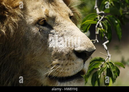 Hunter, une partie de la fierté des marais vu dans Big Cat Diaries (BBC) Banque D'Images